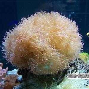 HQI 70W METAL HALIDE BULB Double Ended R7S socket MARINE COLOR brand-41