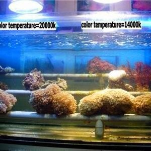 HQI 150W METAL HALIDE BULB Double Ended R7S socket MARINE COLOR brand-34